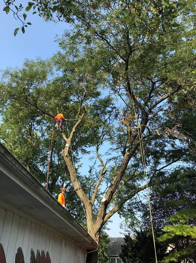 Infinity Tree Services Corp. team