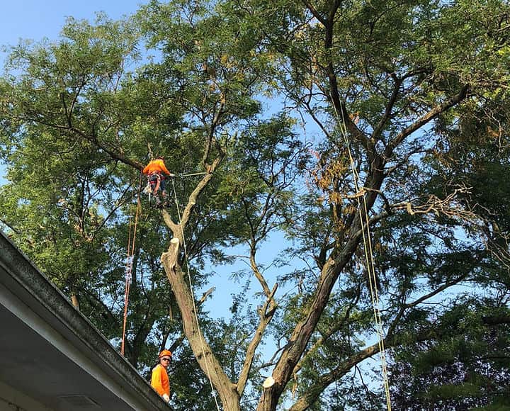 Founder of Infinity Tree Services Corp.