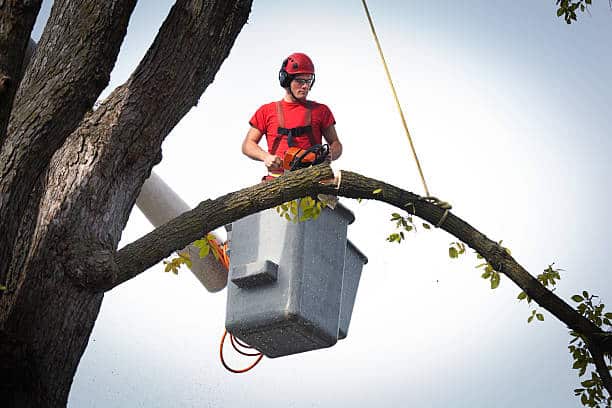 Crown reduction tree service