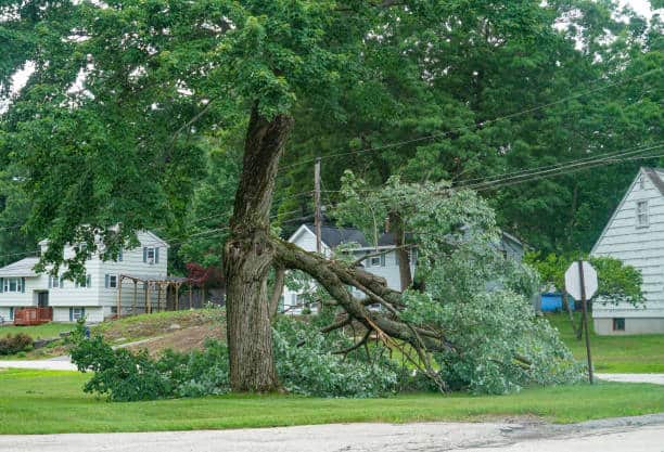 Emergency tree service for storm damage