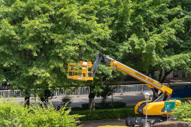 Precise tree pruning service