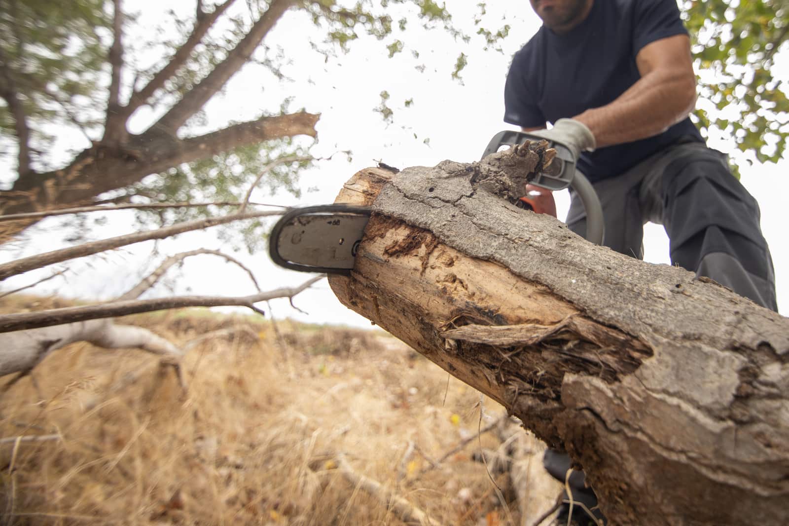 Professional tree removal service
