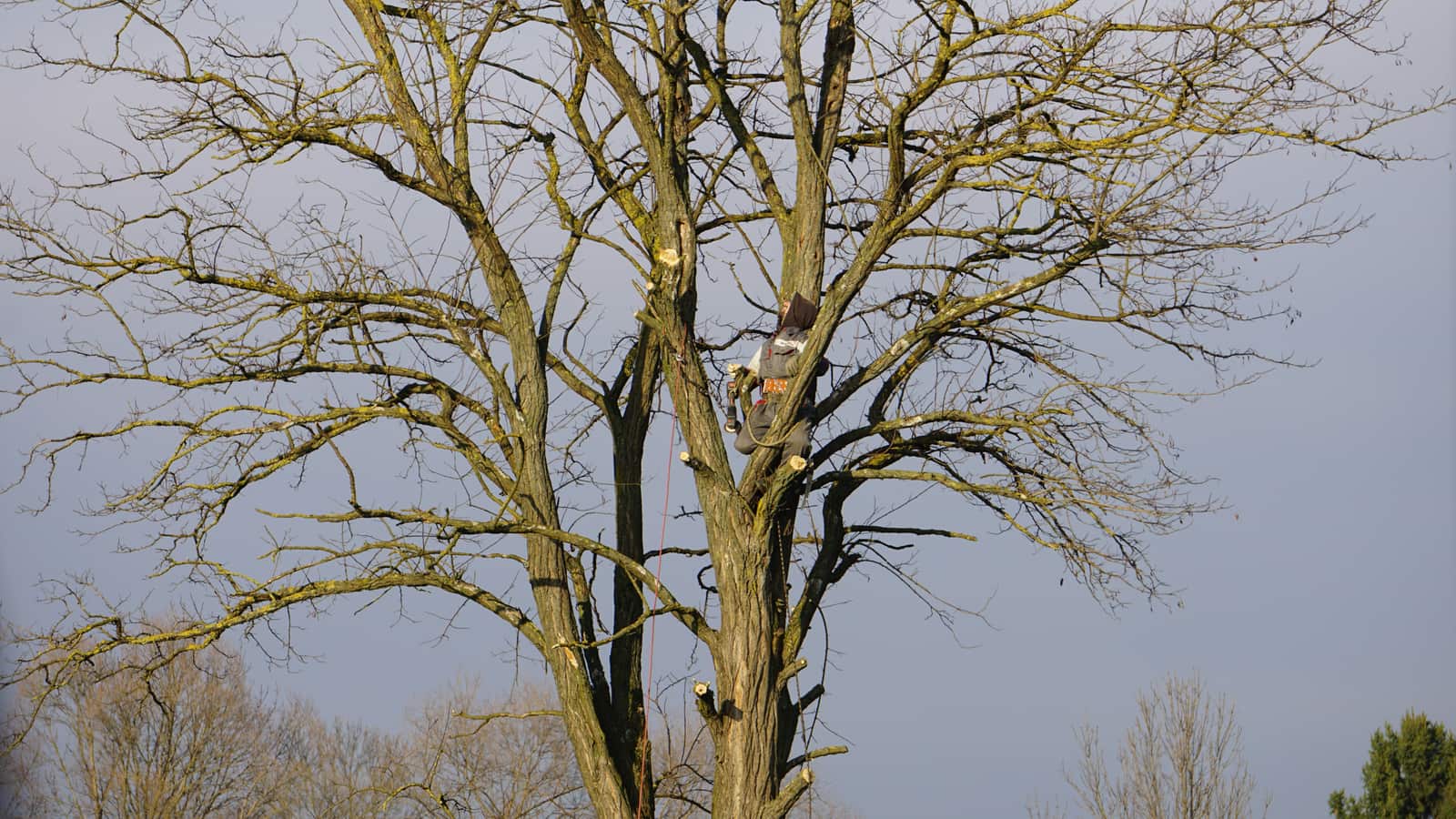 Selective tree thinning service