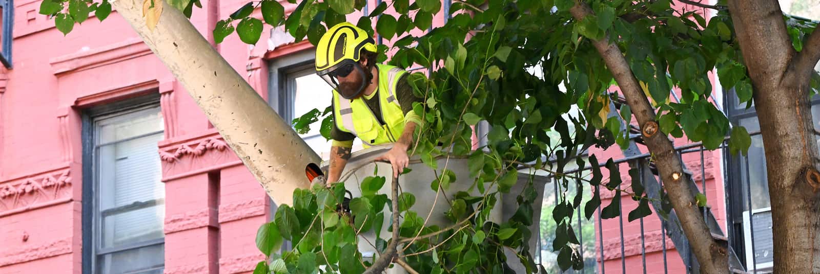 Expert tree trimming service